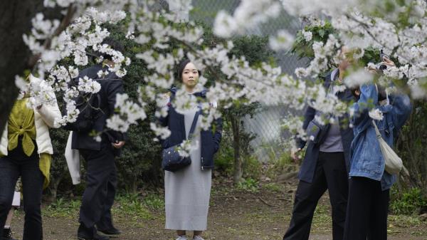 人们野餐观赏东京盛开的樱花